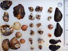 サンプル回収物：フジツボ類と二枚貝類