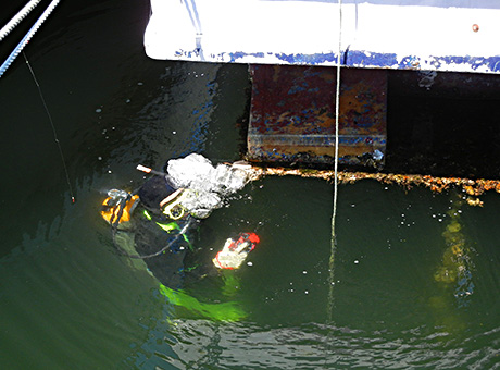 スキューバ潜水によるミズクラゲポリプコロニーの探索調査イメージ