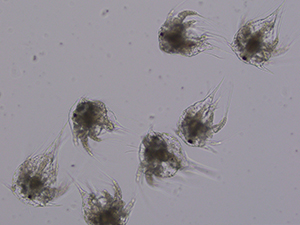 研究用生物試料イメージ